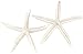 Starfish Sea Stars - All-Natural White Decorative Starfish Fingers - 20-Count (2-3 Inch) - White Decorative Sea Stars - Decorative Starfish for The Home, Gifts, Events, and Crafting