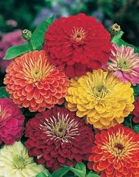 Creative Farmer Flower Seeds : Zinnia Hybrid Double Mixed Seeds Garden Seeds Flowers - Garden Flower Seeds Pack