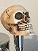 Small Skull Beer Tap Handle for Kegerators and Bars Dead Skeleton Walking