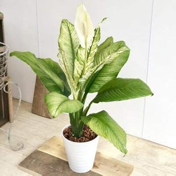 Amazon Co Jp 観葉植物 スパティフィラム センセーション セラアート バークチップ Diy 工具 ガーデン