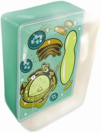 Science2Education 2058 Inflatable Plant Cell Model