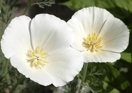 Amazon 白いケシの実 白いリネン 家宝のポピー Wildflower Non Gmo Annual 75ct Scoutseed ホーム キッチン 通販