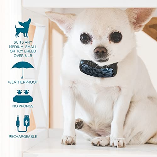 no prong bark collar