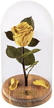 Beauty and The Beast Rose, Live Forever Rose with Fallen Petals in Glass Dome - Disney Home Decor Rose, Preserved Rose 100% Natural LFR0002 (Yellow) This is a Real Rose!, Mothers Day Gifts