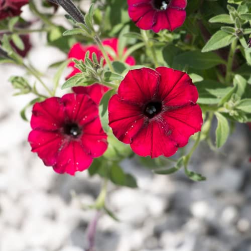 CHUXAY GARDEN Supertunia Black Cherry Petunia Seed 5 Seeds Bright
