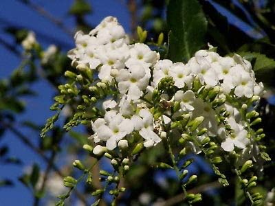 1 Duranta Erecta Pure White Rare Shrub Pint Plant Rare MHWK30