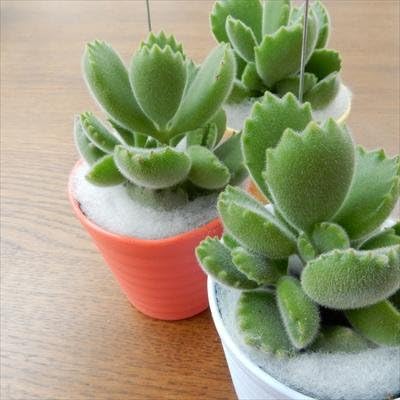 Amazon Taコチレドン 熊童子 クマドウジ 多肉植物 インテリア 2 5号 観葉植物 オンライン通販