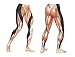 CW-X Women's Muscle Support Performx 3/4 Cropped Compression Tight