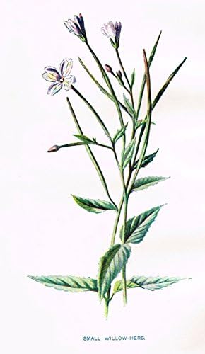 Sandtique Rare Prints Hulme's Familiar Wild Flowers - Small Willow-HERB - Lithograph - 1902