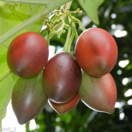 Arlo Vegetable Seeds- TAMARILLO / Tree Tomato - Cyphomandra betacea - Pack of 20 Seeds