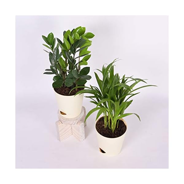 Ugaoo Air Purifier Indoor Plants for Home with Pots- Areca Palm & ZZ Plant - Image 5