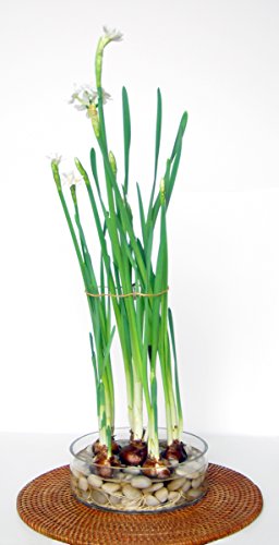 Mosser Lee ML1160 White Polished Stones Soil Cover, 5 lb.