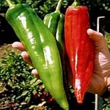 NuMex Big Jim Chili Pepper Seeds ► Heirloom NuMex