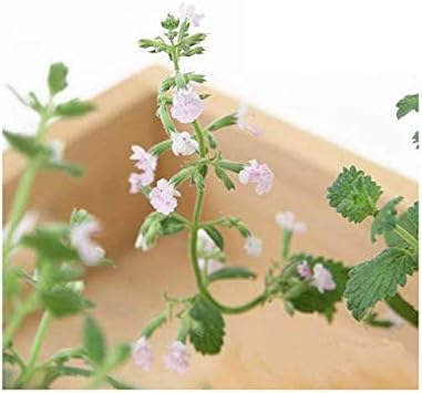 Amazon Co Jp 観葉植物 ハーブ苗 ミント キャットミント ピンク ３号 ３ポット 家庭菜園 ペット用品