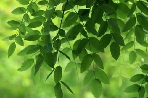 Amazon Com Sophora Japonica Japanese Pagoda Tree Or Chinese