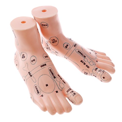 B Blesiya 19cm Human Feet Model - Massage Acupuncture Reflexology Acupoint Medicine Learnin Study Kit