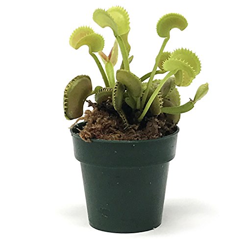 Top 10 Carnivorous Plants Terrarium Kit of 2019 No Place Called Home