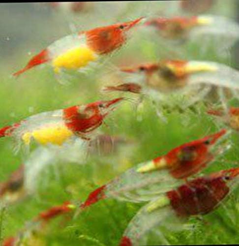 Red Rili 10 Live Freshwater Shrimps