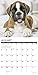 Just Boxer Puppies 2019 Wall Calendar (Dog Breed Calendar)