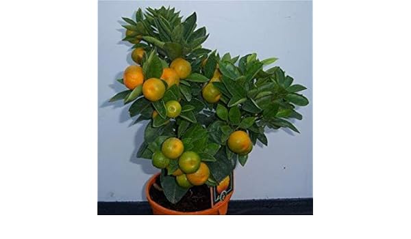 Shop Meeko Calamondinplant Cruz Nursery Orange: Amazon.es: Jardín