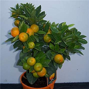 Shop Meeko Calamondinplant Cruz Nursery Orange: Amazon.es: Jardín