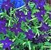 Nicotiana - Perfume Deep Purple - 50 Seeds