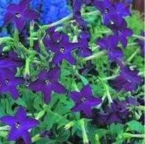 Nicotiana - Perfume Deep Purple - 50 Seeds Nicotiana - Perfume Deep Purple - 50 Seeds