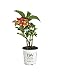 Cityline Paris Bigleaf Hydrangea (Macrophylla) Live Shrub, Pink, Red and Green Flowers, 4.5 in. Quart