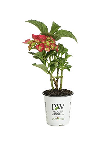 Cityline Paris Bigleaf Hydrangea (Macrophylla) Live Shrub, Pink, Red and Green Flowers, 4.5 in. Quart