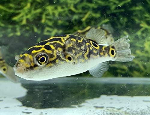 Amazon 熱帯魚 8の字フグ Ml 1匹 オリジナル 観賞魚 水中生物 通販