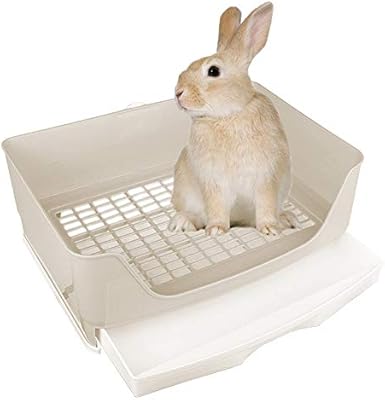 half papillon half chihuahua