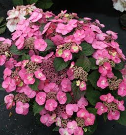 Tuff Stuff Dwarf Hydrangea