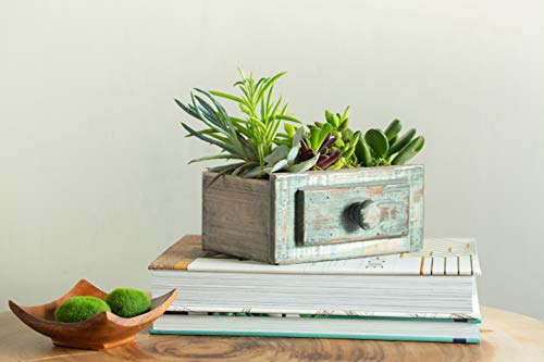 Live Succulent Garden Planted In 6" By 9" Wooden Drawer Container, From Hallmark Flowers