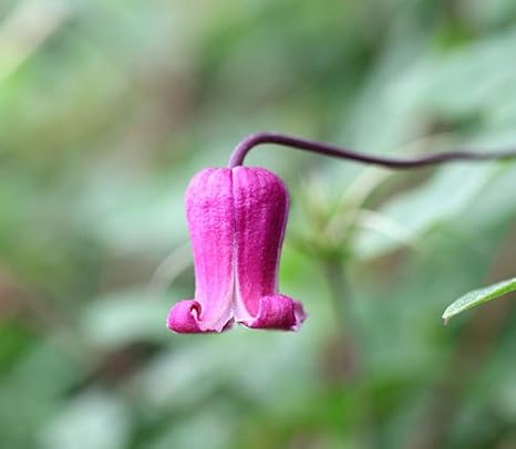 Amazon クレマチス 苗 テキセンシス 茜の壷 あかねのつぼ 赤系 花
