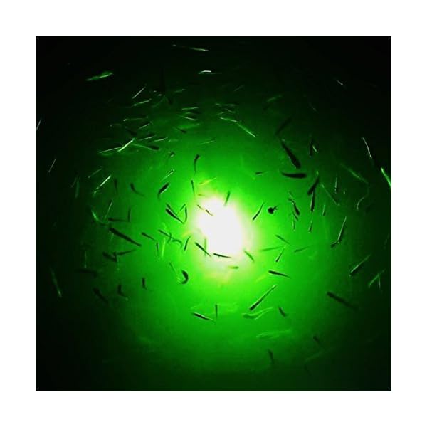 YueYueZou-Underwater-Fishing-Light-12V8W1000-Lumens-Fish-Bait-LightFish-Lure-with-Battery-Clip