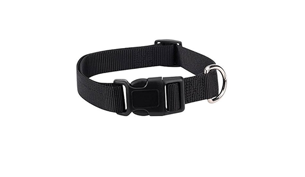 black dog collar