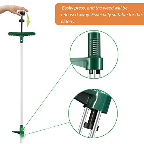 4 Walensee+Stainless+Strength+Permanently+Dandelion