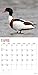 Ducks 2018 Wall Calendar 12 x 12 inches Bright Day Calendars Publishing, 16 Month: September 2017 - December 2018