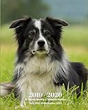 2019 - 2020 | 18 Month Weekly & Monthly Planner July 2019 to December 2020: Border Collie Dog Breed by Dazzle Book Press
