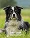 2019 - 2020 | 18 Month Weekly & Monthly Planner July 2019 to December 2020: Border Collie Dog Breed by Dazzle Book Press