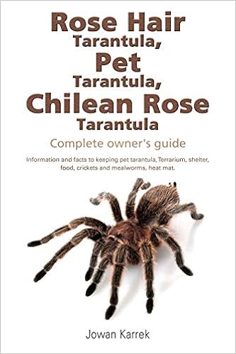 Buy Rose Hair Tarantula Pet Tarantula Chilean Rose Tarantula