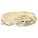 American Mink Skull (Natural Bone Quality A)
