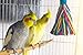 Platinum Tweeter Weave Bird Toy – Perfect Cage Toy for Playing & Preening – Colorful, Safe, Cotton Rope – Great for Medium to Large Sized Birds – Fully Engaging Activity for Your Birdthumb 1