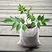 AROMA TREES 600 Biodegradable Non-Woven Nursery Bags Plant Grow Bags Fabric Seedling Pots Plants Pouch Home Garden Supply (6 Size), 600Pcs