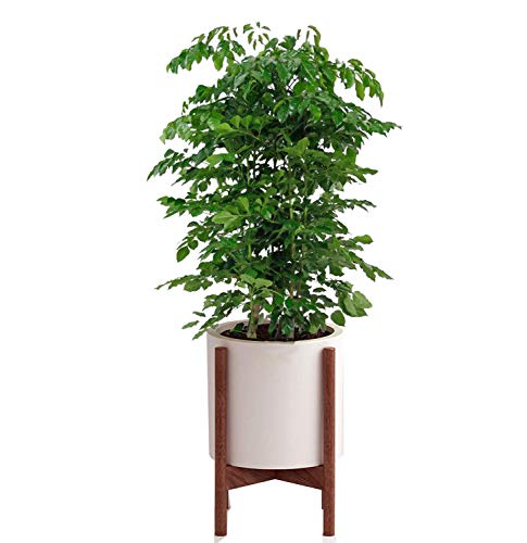 VOTENVO Plant Stand, Modern Indoor Plant Holder-Walnut-Wood Indoor Plant Rack, Modern Home Decor,Adjustable Indoor Planter for Window, Corner, Shelf or Floor(EXCLUDING Planter and Pot)