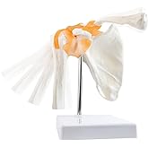 EVOTECH SCIENTIFIC Human Shoulder Joint Anatomy Model w/Ligament, Life Size | Human Shoulder Ligament Anatomy Replica of Norma Shoulder Joint for Medical Teaching Demonstration