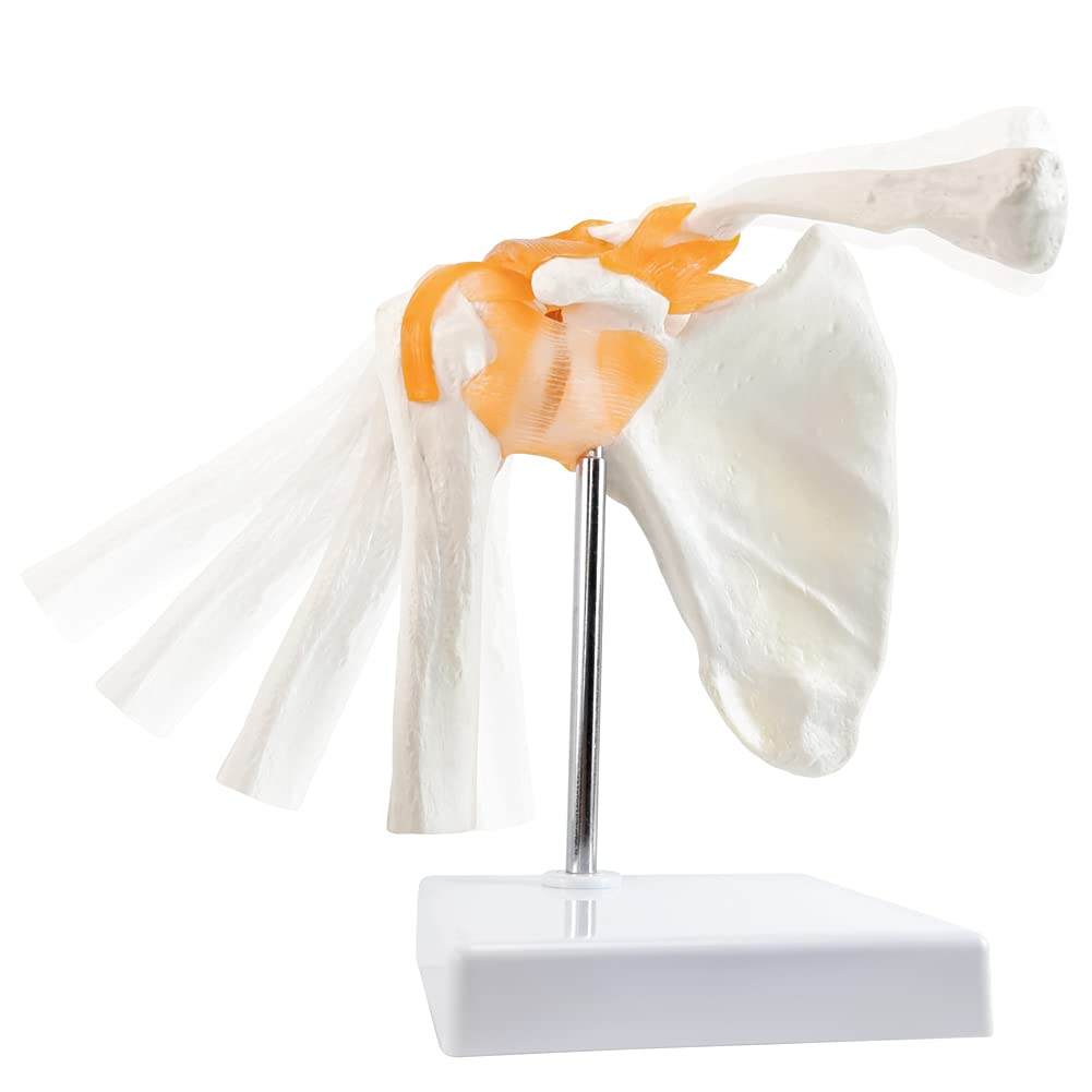 Photo 1 of Anatomical Shoulder Joint Model Medical Anatomy Skeleton, Human Body Shoulder Ligament Model Anatomy Replica of Norma Shoulder Joint for Doctors Office Educational Tool, Medical Teaching Learning