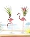 Selbst Air Plant Stand, Flamingo Airplant Container Tabletop Planter Air Plant Holder Metal Display Racks for Hanging Big Air Plants Tillandsiathumb 2