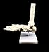 Human Foot Skeleton Model on Base, Foot Bone Skeletal,Life Size, for Science Classroom Study Display Teaching Medical Learning Resources