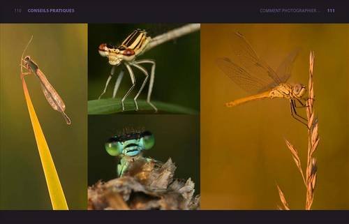 La Macrophotographie numérique: Photographier l’univers du minuscule